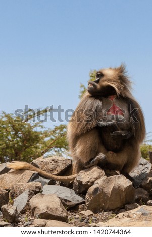 Gelada Baboon also known as Bleeding heart monkey endemic only to Ethiopia