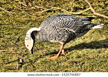 A picture of an Emporer Goose