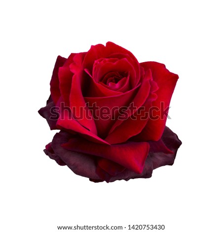 Dark red rose isolated on a white background