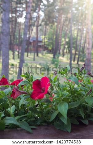 Red petunia blooms among the green leaves on the windowsill. In the background, the pine forest is blurred in the rays of the morning sun. Happy morning
