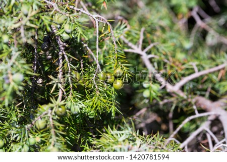 Juniper branch and pure green in Spain.