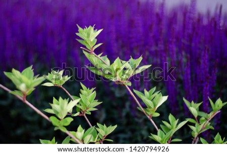 Green leaves on a background of purple flowers. Bright beautiful photo. Summer picture.