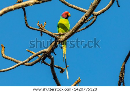 Pench National Park, India
A male Plum-headed Parakeet (psittacula cyanocephala) in a tree
