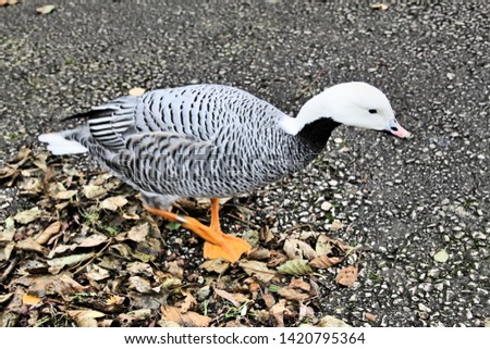 A picture of an Emporer Goose