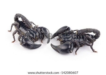 Black scorpion isolated on white backgroun.