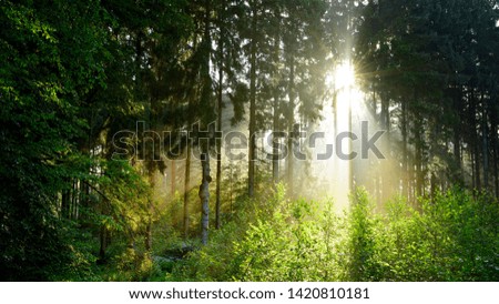 Sunrise in the misty forest with bright light shining through the trees