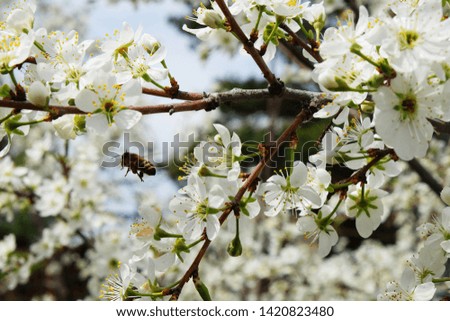 Bee on a flower of the white cherry blossoms!!