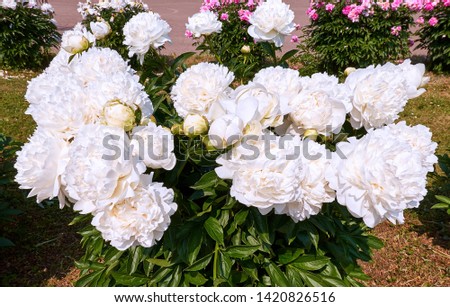 Juicy white peony flowers in botanical garden of Moscow