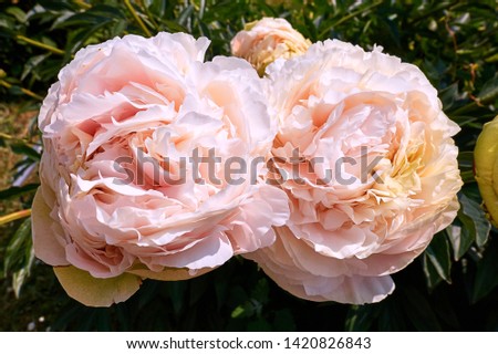 Juicy white peony flowers in botanical garden of Moscow