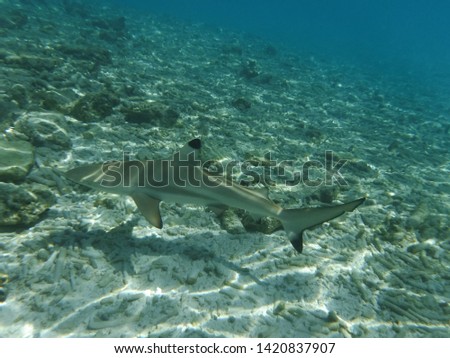 black tip reef shark swimming