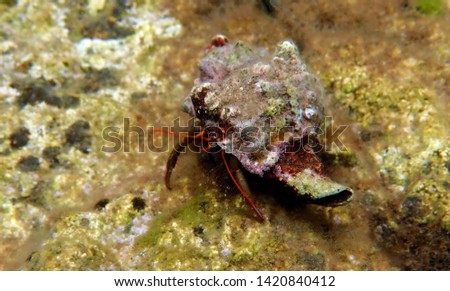 Small Mediterranean Hermit crab - Clibanarius erythropus