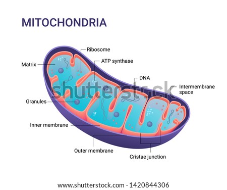 MITOCHONDRIA-CROSS-SECTION Stock Vector Images - Avopix.com