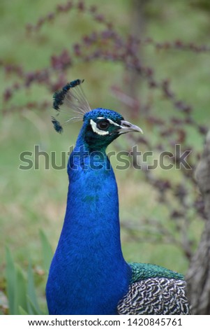 The mating dance of a peacock in the spring in April in Belogorsk Safari Park Taigan