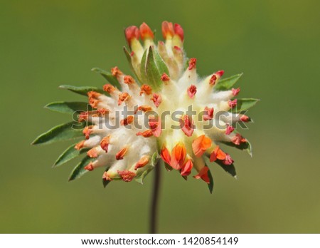 Red flower of kidney vetch. Anthyllis vulneraria 