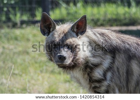 Silver hyena, very kind and sweet, but don't get caught in her tooth.