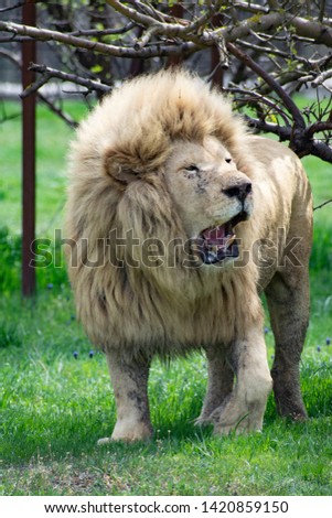 A pride of lions living almost free, on a huge area enclosed by a simple fence. In Taigan it is called Safari, you can even go and pet the lion...