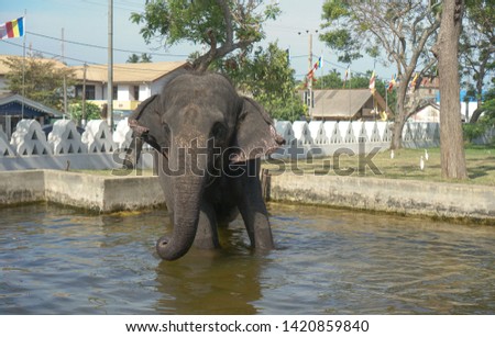 Big elephant in the park zoo. The animal is bathed in water in the reserve. Sri Lanka landscapes. Stock photo