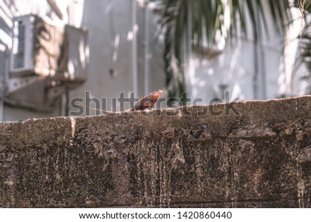 Chameleon on a concrete wall is disguised as an environment. Lizard in Asia is a pet. Stock photo background