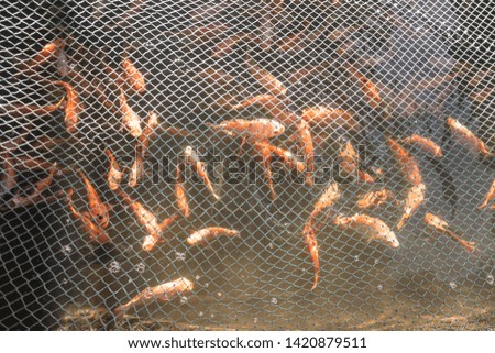 Red sea fish in a fishing net. Seafood their catch. Stock photo