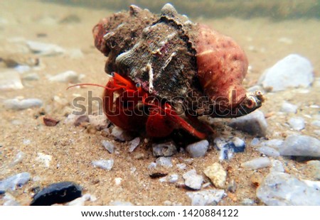 Red hermit crab with anemone (dardanus arrosor)