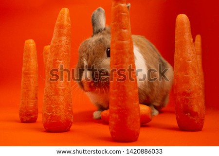 Cute rabbit bunny, on orange solid screen with vegetables, eating carrots