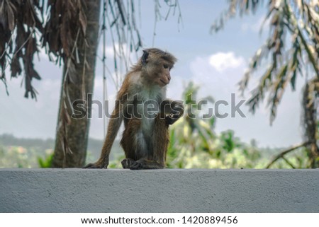 Funny wild monkey in the nature of Asia. Types of Sri Lanka. Tourist routes of tropical fauna. Stock photo