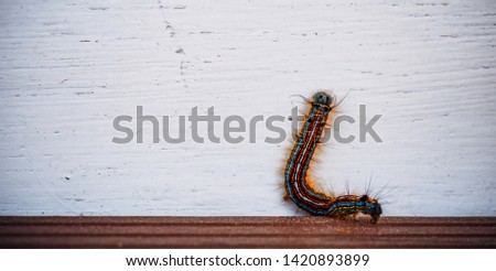 Colorfull caterpillar on a white wood background