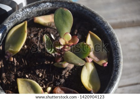 Succulents growing on the patio