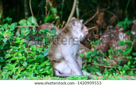 Cynomolgus monkey or Crab-eating macaque at teh Tidar Hill in Magelang City, Central Java, Indonesia. Royalty-Free Stock Photo #1420909553