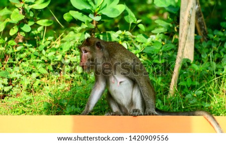 Cynomolgus monkey or Crab-eating macaque at teh Tidar Hill in Magelang City, Central Java, Indonesia. Royalty-Free Stock Photo #1420909556