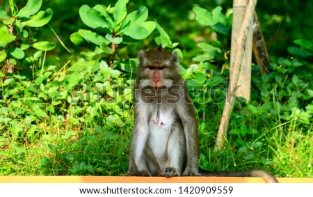 Cynomolgus monkey or Crab-eating macaque at the Tidar Hill in Magelang City, Central Java, Indonesia. Royalty-Free Stock Photo #1420909559