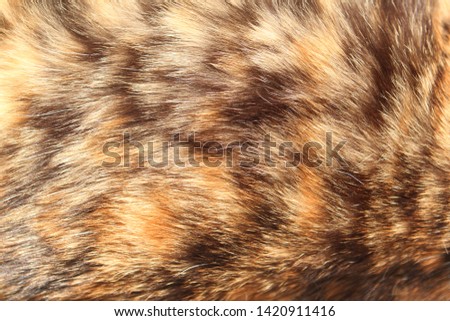 brown domestic cat fur with spots close-up, animal fur texture