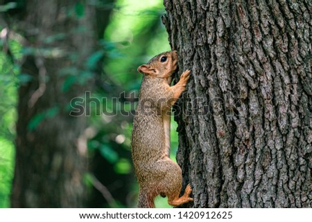 Squirrel Climbing Tree in Park