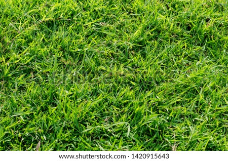 Green grass pattern and texture for background. Close-up image.