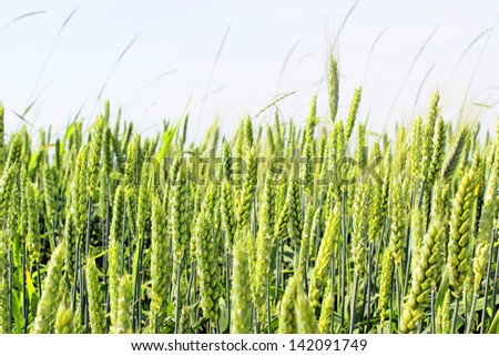 summer country wheat field in Poland