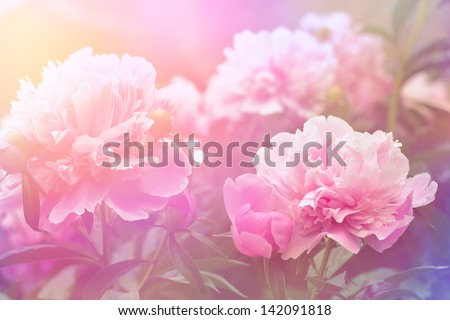 Peony flower background