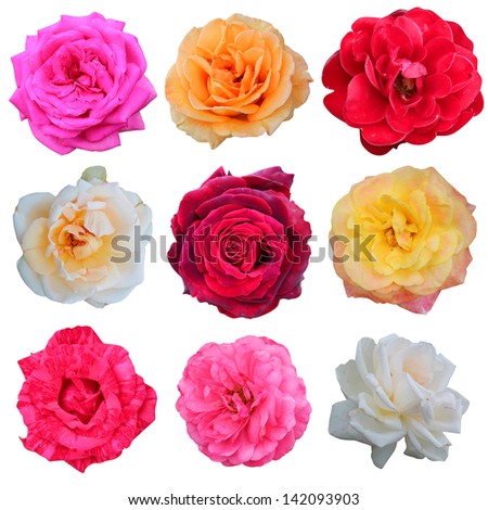 set of 9 beautiful red, pink, yellow, white and orange roses Royalty-Free Stock Photo #142093903