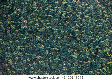 the green leaf background Texture