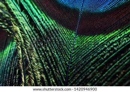 macro photo of peacock feather for background