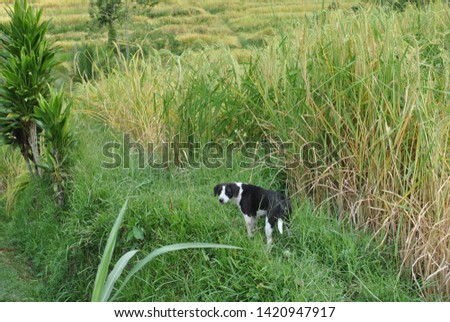 A lonely dog in the Jatiluwih rice field