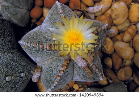 Beautiful yellow star cactus flower