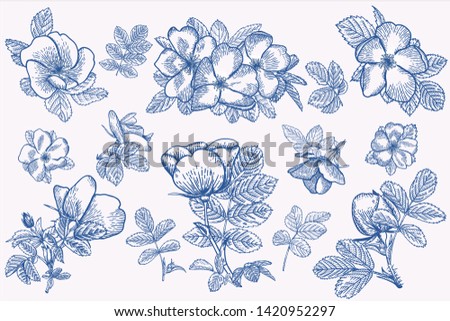 Set of wild rose. Vector botanical illustration. Blue and white.
