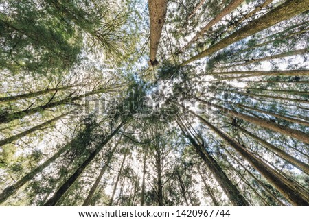 Japanese Cedar trees in the forest that view from below in Alishan National Forest Recreation Area in Chiayi County, Alishan Township, Taiwan.