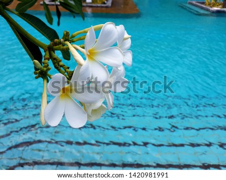 Plumeria obtusa flower on swimming pool water background