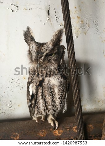screech owl, picture was taken inside train cart in Rose Bush Michigan during the winter months.