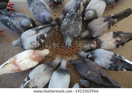 Pictures of many pigeons are eating food in an orderly manner.