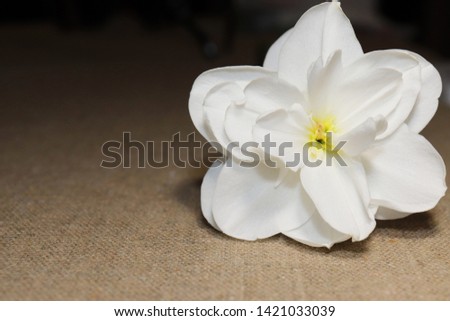 White terry daffodil close-up on natural fabric background