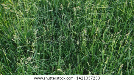 green grass and other plants in early summer during the daytime