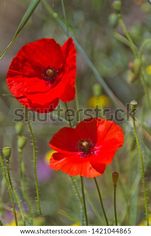 Close-up of two bright red flowers of Poppy
