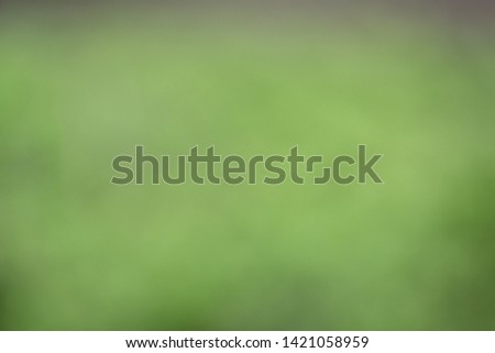 fresh green summer spring foliage textured background with blur grass